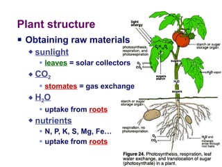 Plant structure  Obtaining raw materials sunlight leaves  = solar collectors CO 2 stomates  = gas exchange H 2 O uptake from  roots nutrients N, P, K, S, Mg, Fe…  uptake from  roots 