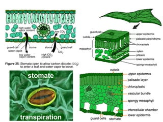 stomate transpiration 
