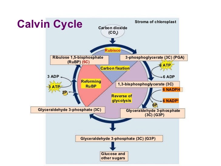 Calvin Cycle Rubisco