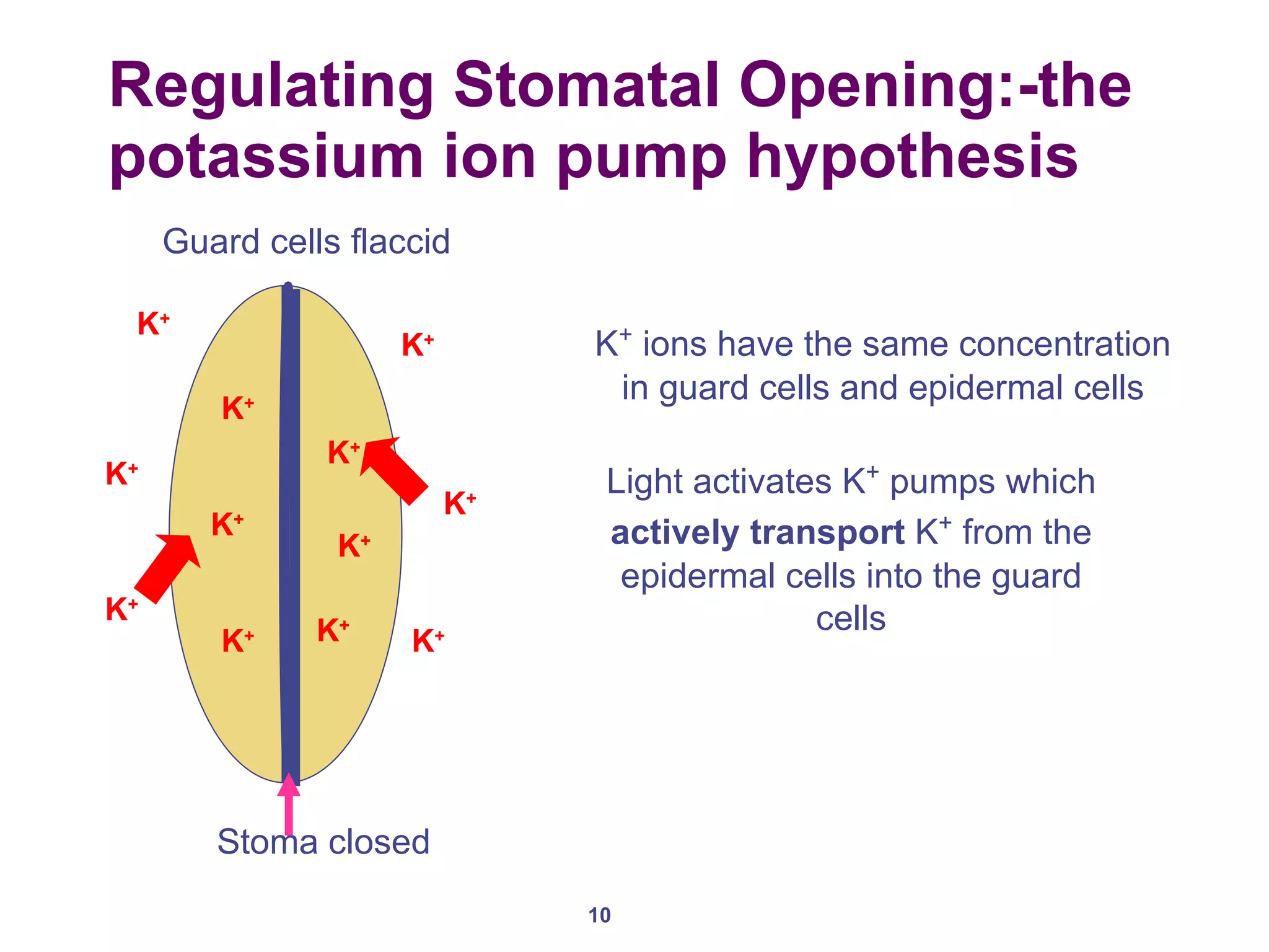 Regulating Stomatal Opening:-the potassium ion pump hypothesis  Guard cells flaccid Stoma closed K + K + K + K + K + K + K + K + K + K + K + K + K +  ions have the same concentration in guard cells and epidermal cells Light activates K +  pumps which  actively transport  K +  from the epidermal cells into the guard cells 