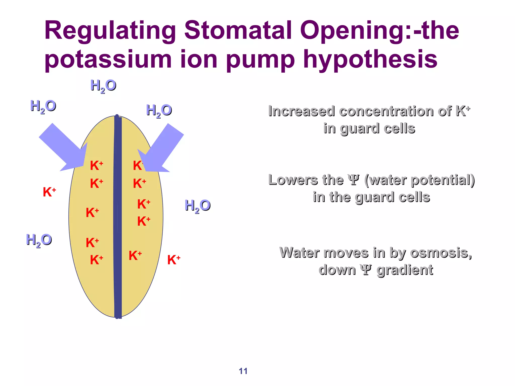 Regulating Stomatal Opening:-the potassium ion pump hypothesis  K + K + K + K + K + K + K + K + K + K + K + K + Increased concentration of K +  in guard cells Lowers the    (water potential) in the guard cells Water moves in by osmosis, down    gradient H 2 O H 2 O H 2 O H 2 O H 2 O 