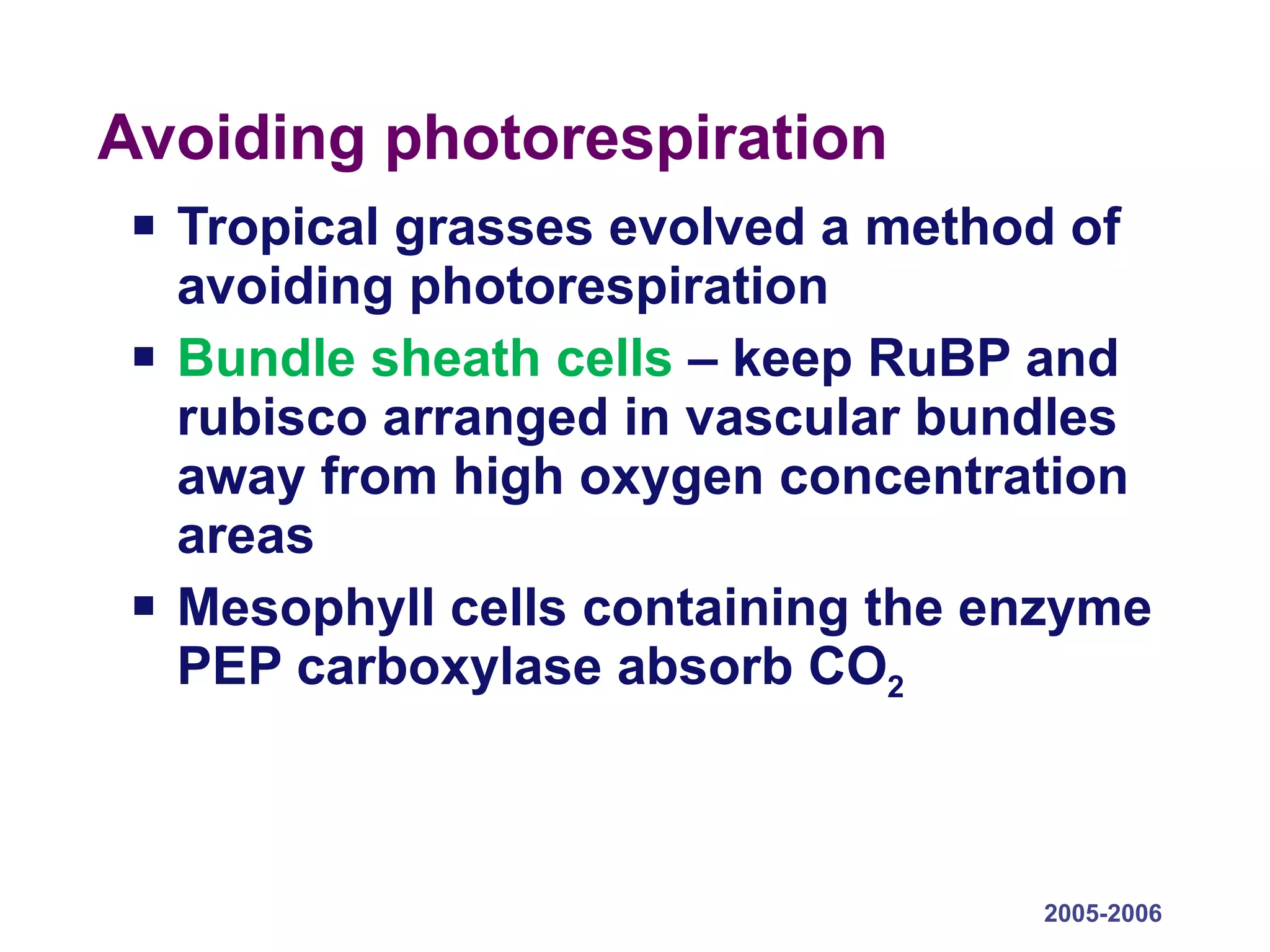 Avoiding photorespiration Tropical grasses evolved a method of avoiding photorespiration Bundle sheath cells  – keep RuBP and rubisco arranged in vascular bundles away from high oxygen concentration areas Mesophyll cells containing the enzyme PEP carboxylase absorb CO 2   2005-2006 