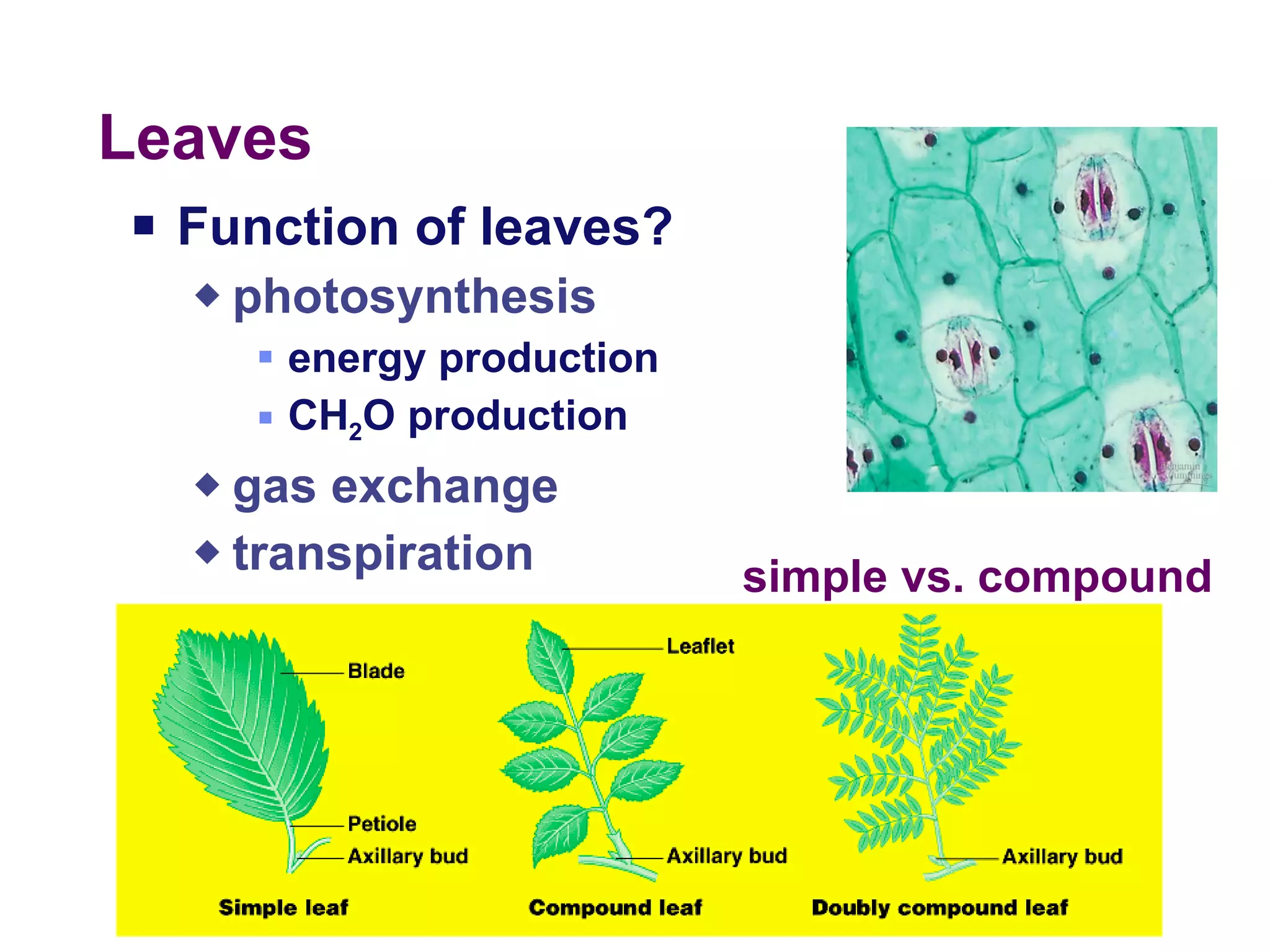 Leaves Function of leaves? photosynthesis energy production CH 2 O production gas exchange transpiration 2005-2006 simple vs. compound 