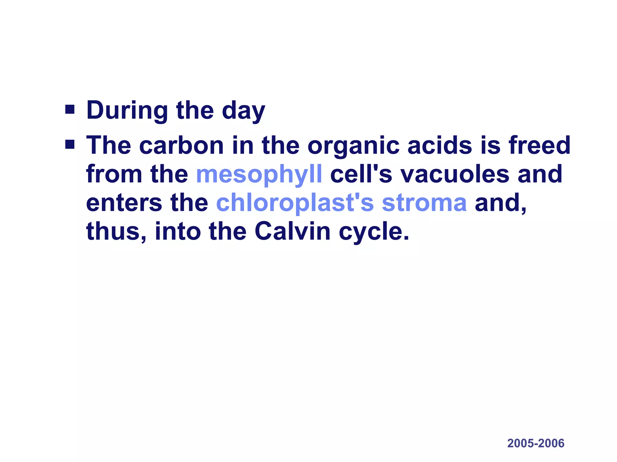 During the day The carbon in the organic acids is freed from the  mesophyll  cell's vacuoles and enters the  chloroplast's   stroma  and, thus, into the Calvin cycle. 2005-2006 