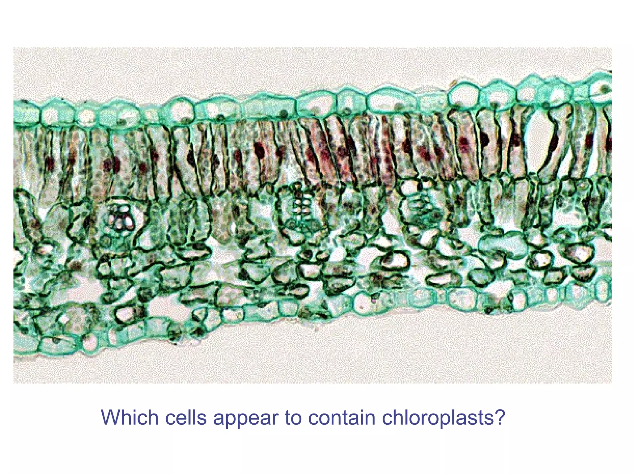 Which cells appear to contain chloroplasts? 