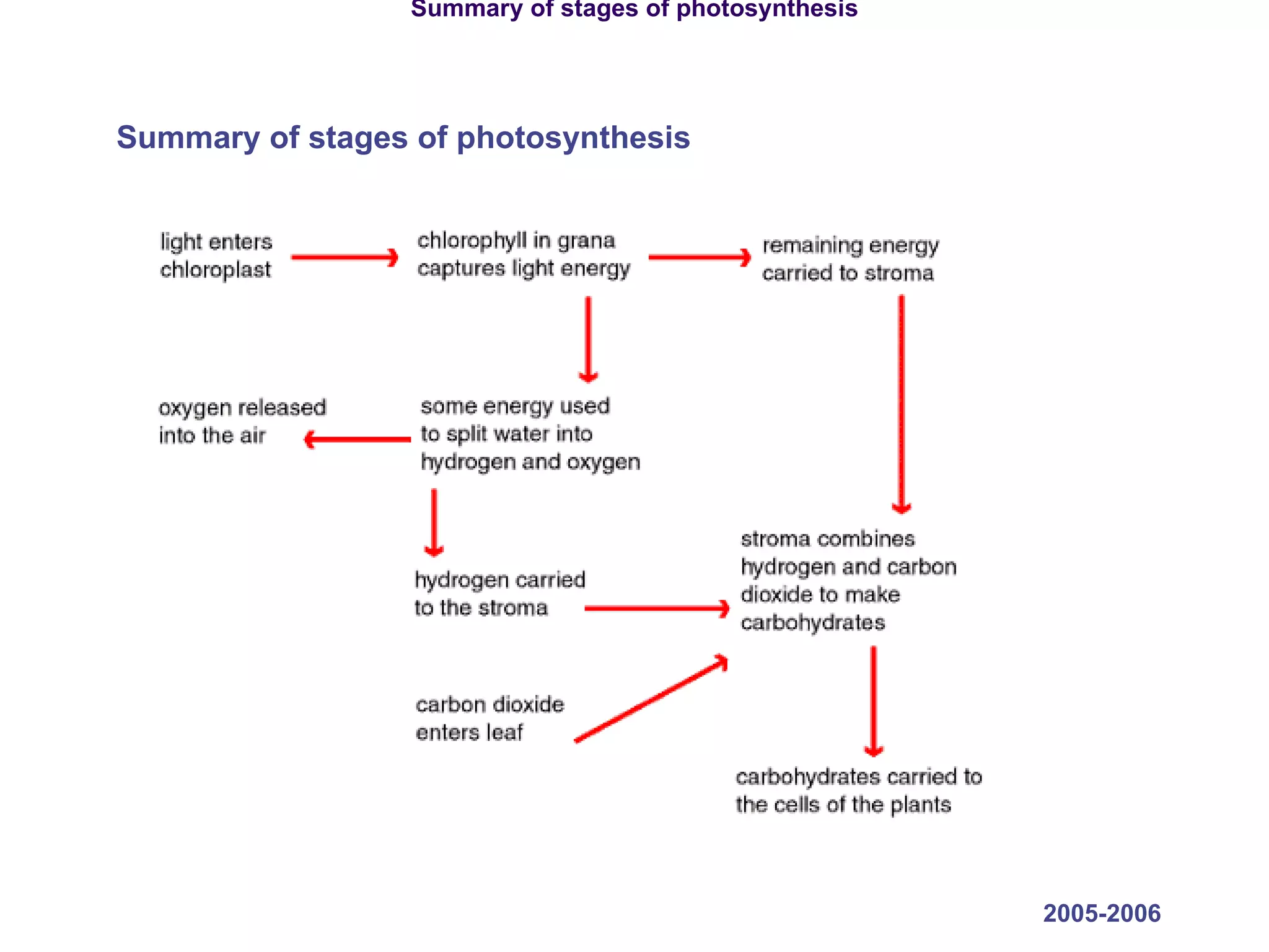 2005-2006 Summary of stages of photosynthesis Summary of stages of photosynthesis 