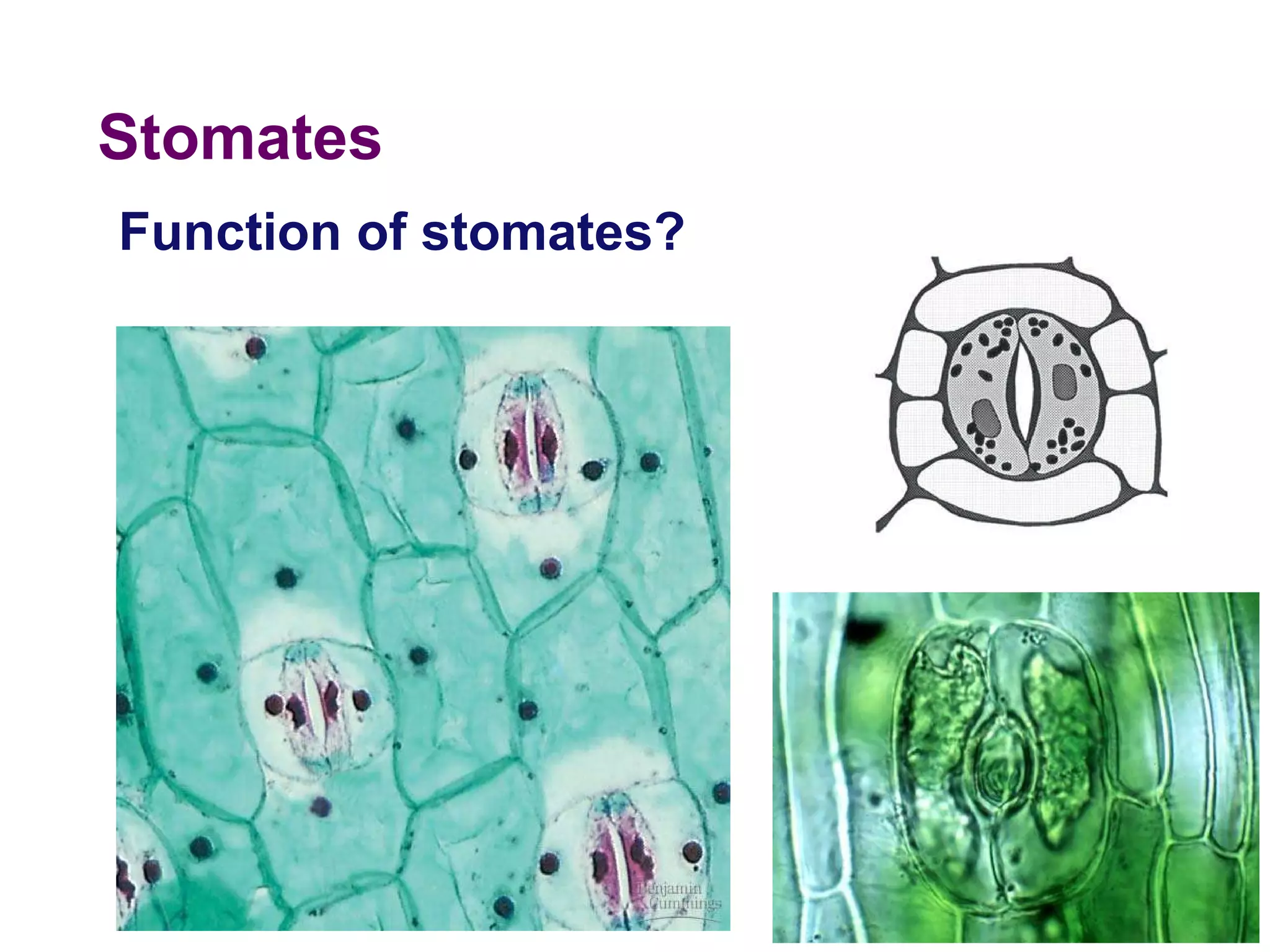 Stomates  2005-2006 Function of stomates? 