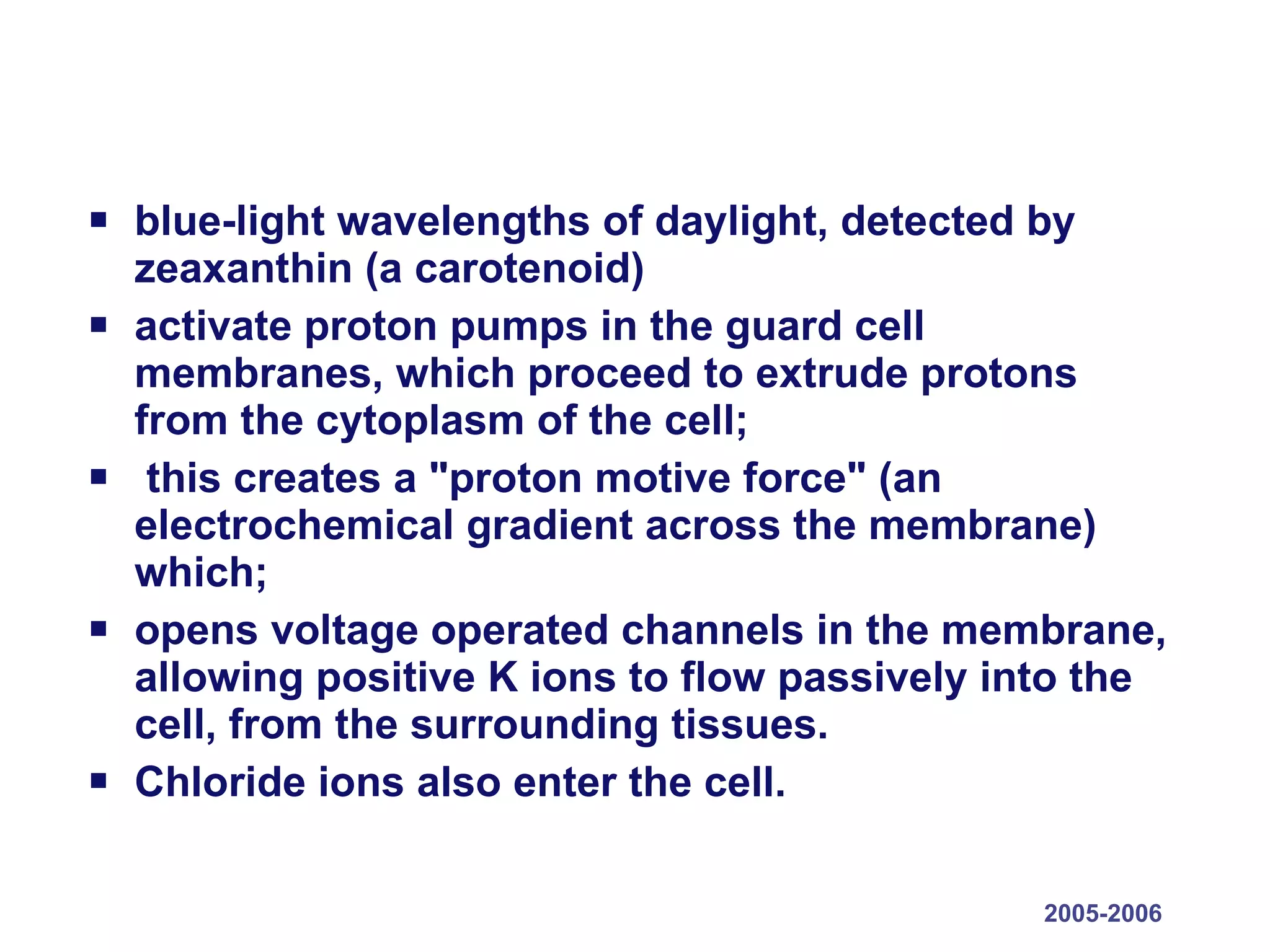 blue-light wavelengths of daylight, detected by zeaxanthin (a carotenoid) activate proton pumps in the guard cell membranes, which proceed to extrude protons from the cytoplasm of the cell; this creates a &quot;proton motive force&quot; (an electrochemical gradient across the membrane) which; opens voltage operated channels in the membrane, allowing positive K ions to flow passively into the cell, from the surrounding tissues.  Chloride ions also enter the cell.  2005-2006 