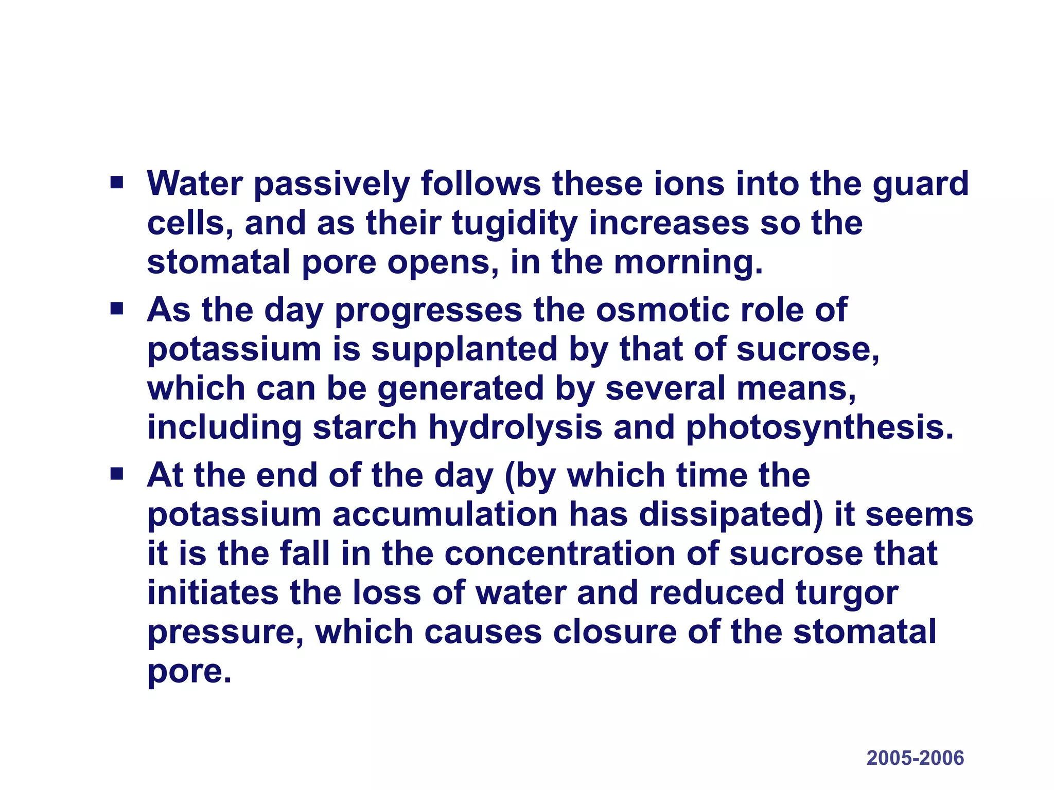 Water passively follows these ions into the guard cells, and as their tugidity increases so the stomatal pore opens, in the morning.  As the day progresses the osmotic role of potassium is supplanted by that of sucrose, which can be generated by several means, including starch hydrolysis and photosynthesis.  At the end of the day (by which time the potassium accumulation has dissipated) it seems it is the fall in the concentration of sucrose that initiates the loss of water and reduced turgor pressure, which causes closure of the stomatal pore. 2005-2006 