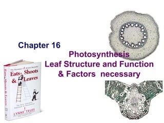Chapter 16 2005-2006 Photosynthesis Leaf Structure and Function & Factors  necessary 