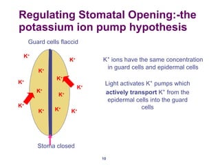 Regulating Stomatal Opening:-the potassium ion pump hypothesis  Guard cells flaccid Stoma closed K + K + K + K + K + K + K + K + K + K + K + K + K +  ions have the same concentration in guard cells and epidermal cells Light activates K +  pumps which  actively transport  K +  from the epidermal cells into the guard cells 