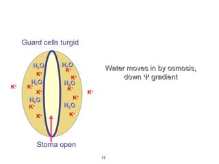 Stoma open Guard cells turgid K + K + K + K + K + K + K + K + K + K + K + K + Water moves in by osmosis, down    gradient H 2 O H 2 O H 2 O H 2 O H 2 O H 2 O 