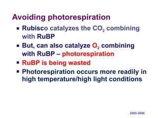 Avoiding photorespiration Rubisc o catalyzes the CO 2  combining with  RuBP  But, can also catalyze  O 2   combining with RuBP –  photorespiration RuBP is being wasted Photorespiration occurs more readily in high temperature/high light conditions 2005-2006 