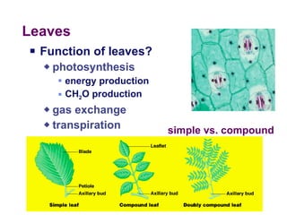 Leaves Function of leaves? photosynthesis energy production CH 2 O production gas exchange transpiration 2005-2006 simple vs. compound 