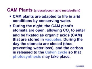 CAM Plants  (crassulacean acid metabolism) CAM plants are adapted to life in arid conditions by conserving water. During the night, the CAM plant's stomata are open, allowing CO 2  to enter and be fixated as organic acids (CAM) that are stored in  vacuoles . During the day the stomata are closed (thus preventing water loss), and the carbon is released to the  Calvin cycle  so that  photosynthesis  may take place. 2005-2006 
