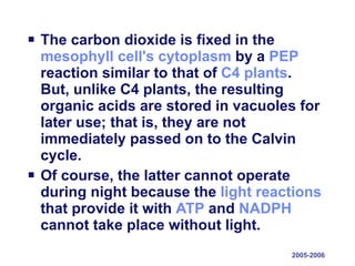 The carbon dioxide is fixed in the  mesophyll cell's   cytoplasm  by a  PEP  reaction similar to that of  C4 plants . But, unlike C4 plants, the resulting organic acids are stored in vacuoles for later use; that is, they are not immediately passed on to the Calvin cycle.  Of course, the latter cannot operate during night because the  light reactions  that provide it with  ATP  and  NADPH  cannot take place without light. 2005-2006 