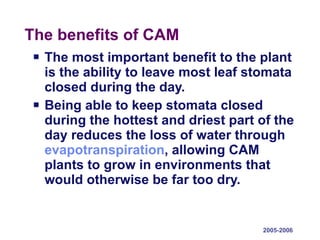The benefits of CAM The most important benefit to the plant is the ability to leave most leaf stomata closed during the day.  Being able to keep stomata closed during the hottest and driest part of the day reduces the loss of water through  evapotranspiration , allowing CAM plants to grow in environments that would otherwise be far too dry.  2005-2006 