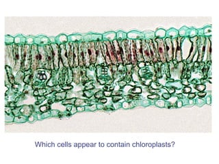 Which cells appear to contain chloroplasts? 