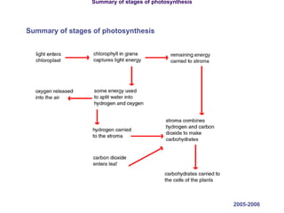 2005-2006 Summary of stages of photosynthesis Summary of stages of photosynthesis 