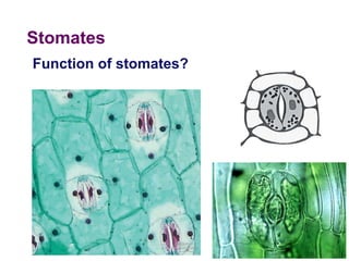 Stomates  2005-2006 Function of stomates? 