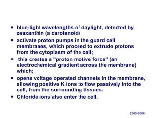 blue-light wavelengths of daylight, detected by zeaxanthin (a carotenoid) activate proton pumps in the guard cell membranes, which proceed to extrude protons from the cytoplasm of the cell; this creates a "proton motive force" (an electrochemical gradient across the membrane) which; opens voltage operated channels in the membrane, allowing positive K ions to flow passively into the cell, from the surrounding tissues.  Chloride ions also enter the cell.  2005-2006 