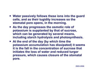 Water passively follows these ions into the guard cells, and as their tugidity increases so the stomatal pore opens, in the morning.  As the day progresses the osmotic role of potassium is supplanted by that of sucrose, which can be generated by several means, including starch hydrolysis and photosynthesis.  At the end of the day (by which time the potassium accumulation has dissipated) it seems it is the fall in the concentration of sucrose that initiates the loss of water and reduced turgor pressure, which causes closure of the stomatal pore. 2005-2006 