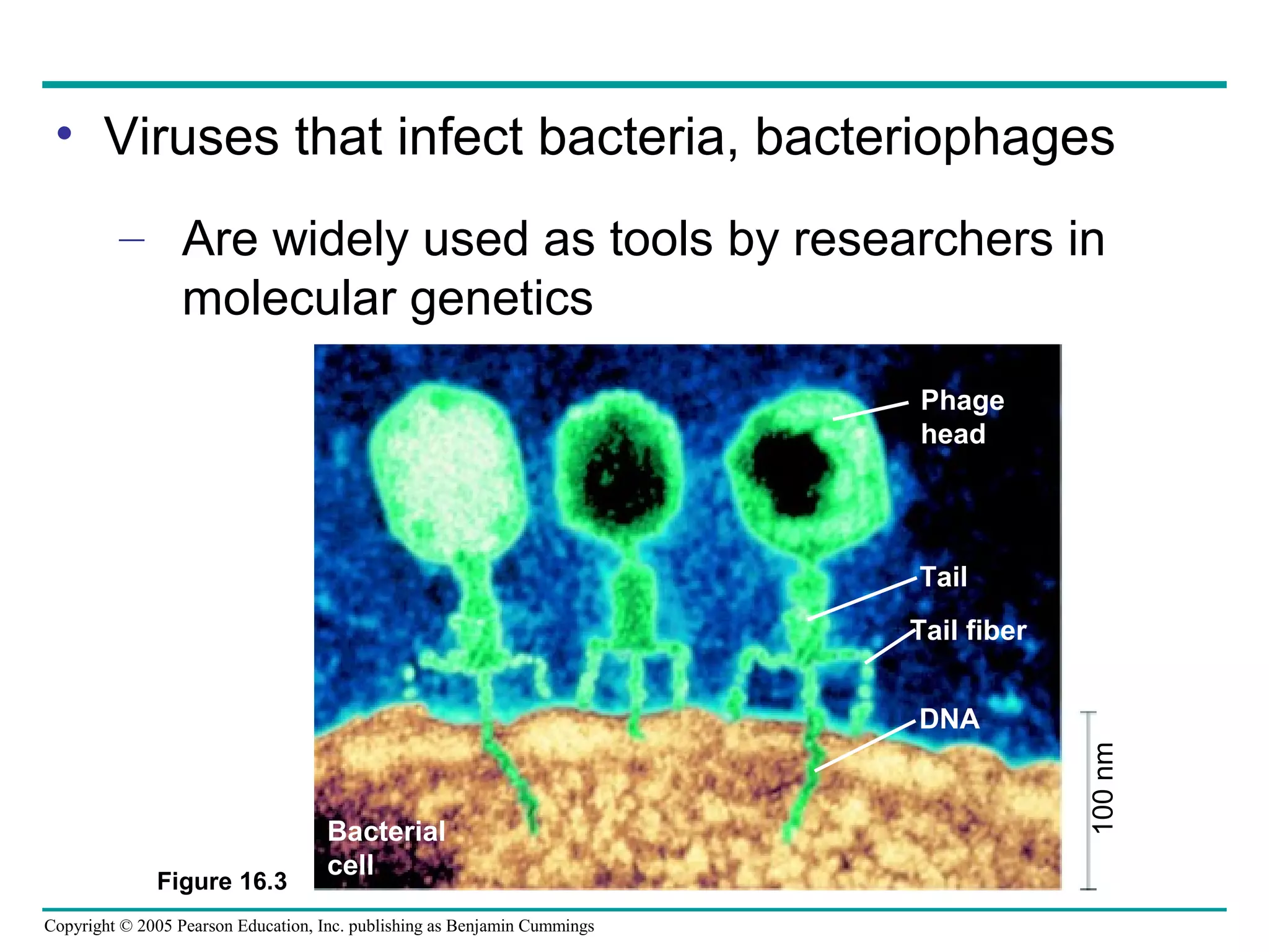 Copyright © 2005 Pearson Education, Inc. publishing as Benjamin Cummings
• Viruses that infect bacteria, bacteriophages
– Are widely used as tools by researchers in
molecular genetics
Figure 16.3
Phage
head
Tail
Tail fiber
DNA
Bacterial
cell
100nm
 