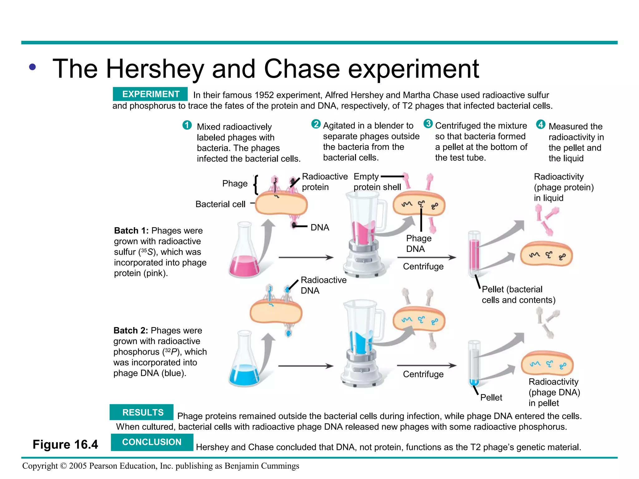 Copyright © 2005 Pearson Education, Inc. publishing as Benjamin Cummings
• The Hershey and Chase experiment
In their famous 1952 experiment, Alfred Hershey and Martha Chase used radioactive sulfur
and phosphorus to trace the fates of the protein and DNA, respectively, of T2 phages that infected bacterial cells.
Radioactivity
(phage protein)
in liquid
Phage
Bacterial cell
Radioactive
protein
Empty
protein shell
Phage
DNA
DNA
Centrifuge
Pellet (bacterial
cells and contents)
Radioactive
DNA
Centrifuge
Pellet
Batch 1: Phages were
grown with radioactive
sulfur (35
S), which was
incorporated into phage
protein (pink).
Batch 2: Phages were
grown with radioactive
phosphorus (32
P), which
was incorporated into
phage DNA (blue).
1 2 3 4Agitated in a blender to
separate phages outside
the bacteria from the
bacterial cells.
Mixed radioactively
labeled phages with
bacteria. The phages
infected the bacterial cells.
Centrifuged the mixture
so that bacteria formed
a pellet at the bottom of
the test tube.
Measured the
radioactivity in
the pellet and
the liquid
Phage proteins remained outside the bacterial cells during infection, while phage DNA entered the cells.
When cultured, bacterial cells with radioactive phage DNA released new phages with some radioactive phosphorus.
Hershey and Chase concluded that DNA, not protein, functions as the T2 phage’s genetic material.
RESULTS
CONCLUSION
EXPERIMENT
Radioactivity
(phage DNA)
in pellet
Figure 16.4
 