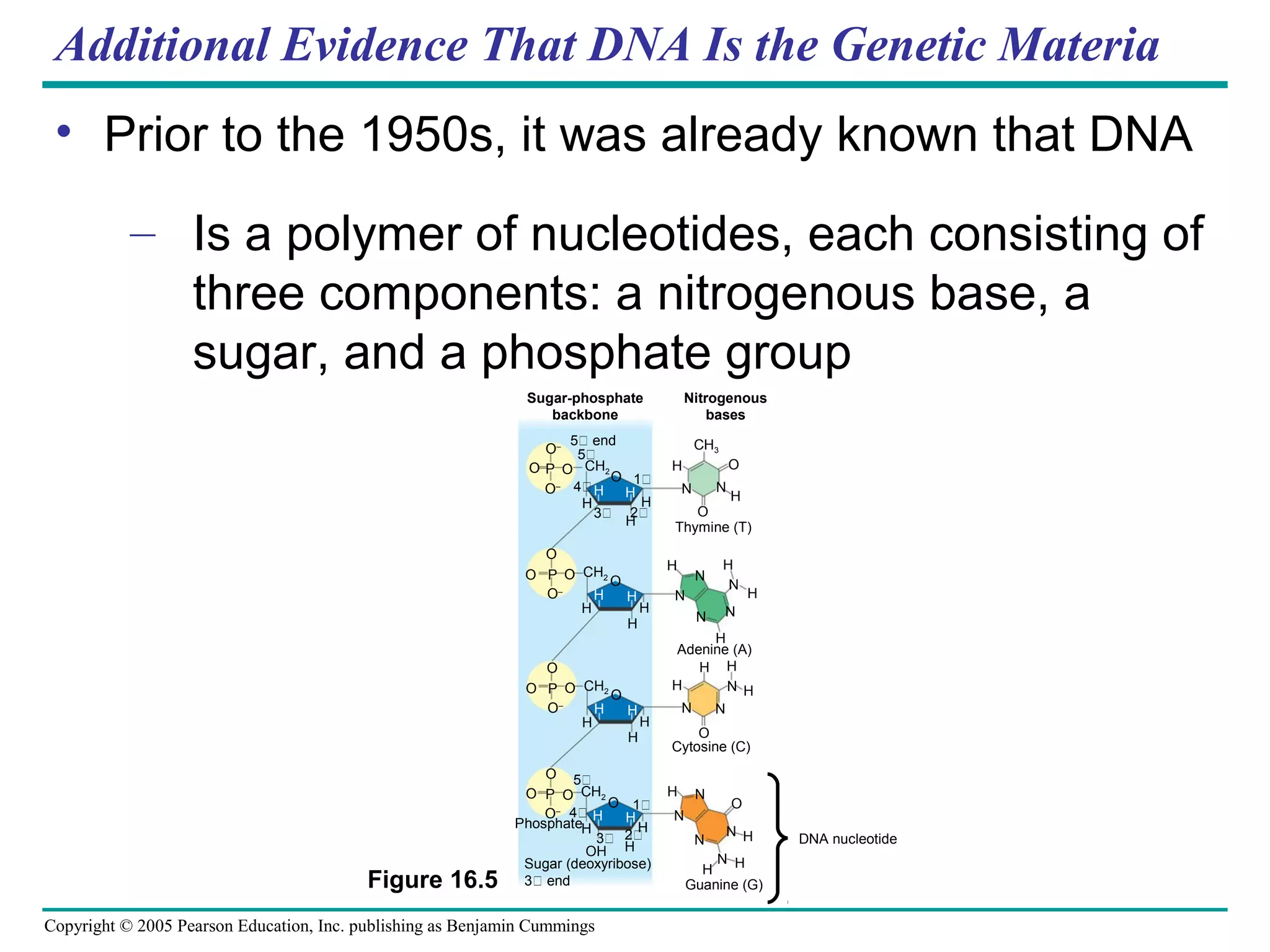 Copyright © 2005 Pearson Education, Inc. publishing as Benjamin Cummings
Additional Evidence That DNA Is the Genetic Materia
• Prior to the 1950s, it was already known that DNA
– Is a polymer of nucleotides, each consisting of
three components: a nitrogenous base, a
sugar, and a phosphate group
Sugar-phosphate
backbone
Nitrogenous
bases
5 end
O–
O P O CH2
5
4O–
H
H
O
H
H
H
3
1
H O
CH3
N
O
N
H
Thymine (T)
O
O P O
O–
CH2
H
H
O
H
H
H
H
N
N
N
H
N
H
H
Adenine (A)
O
O P O
O–
CH2
H
H
O
H
H
H
H
H H
HN
NN
O
Cytosine (C)
O
O P O CH2
5
4O–
H
O
H
H
3
1
OH
2
H
N
N
N H
O
N
N HH
H H
Sugar (deoxyribose)
3 end
Phosphate
Guanine (G)
DNA nucleotide
2
N
Figure 16.5
 