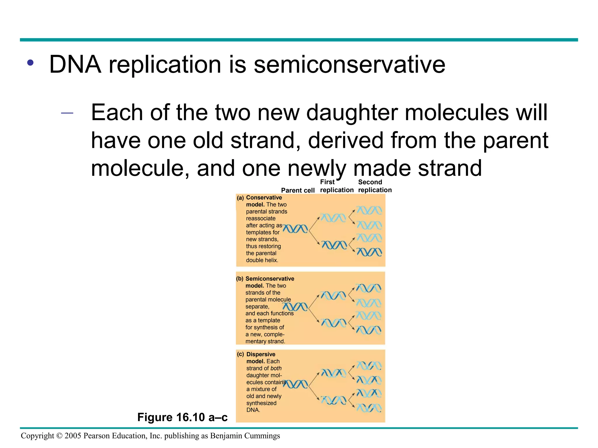 Copyright © 2005 Pearson Education, Inc. publishing as Benjamin Cummings
Figure 16.10 a–c
Conservative
model. The two
parental strands
reassociate
after acting as
templates for
new strands,
thus restoring
the parental
double helix.
Semiconservative
model. The two
strands of the
parental molecule
separate,
and each functions
as a template
for synthesis of
a new, comple-
mentary strand.
Dispersive
model. Each
strand of both
daughter mol-
ecules contains
a mixture of
old and newly
synthesized
DNA.
Parent cell
First
replication
Second
replication
• DNA replication is semiconservative
– Each of the two new daughter molecules will
have one old strand, derived from the parent
molecule, and one newly made strand
(a)
(b)
(c)
 