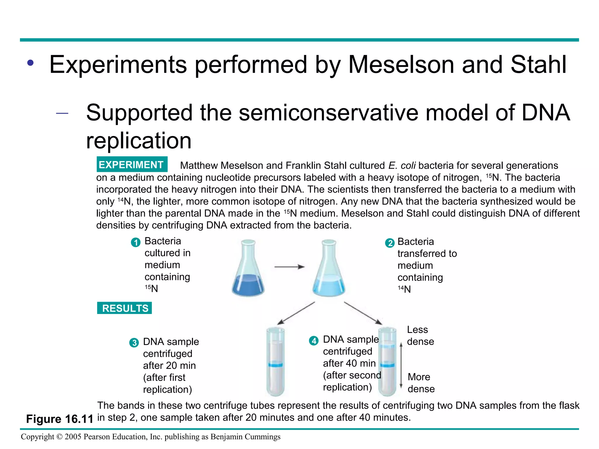 Copyright © 2005 Pearson Education, Inc. publishing as Benjamin Cummings
• Experiments performed by Meselson and Stahl
– Supported the semiconservative model of DNA
replication
Figure 16.11
Matthew Meselson and Franklin Stahl cultured E. coli bacteria for several generations
on a medium containing nucleotide precursors labeled with a heavy isotope of nitrogen, 15
N. The bacteria
incorporated the heavy nitrogen into their DNA. The scientists then transferred the bacteria to a medium with
only 14
N, the lighter, more common isotope of nitrogen. Any new DNA that the bacteria synthesized would be
lighter than the parental DNA made in the 15
N medium. Meselson and Stahl could distinguish DNA of different
densities by centrifuging DNA extracted from the bacteria.
EXPERIMENT
The bands in these two centrifuge tubes represent the results of centrifuging two DNA samples from the flask
in step 2, one sample taken after 20 minutes and one after 40 minutes.
RESULTS
Bacteria
cultured in
medium
containing
15
N
Bacteria
transferred to
medium
containing
14
N
21
DNA sample
centrifuged
after 20 min
(after first
replication)
3 DNA sample
centrifuged
after 40 min
(after second
replication)
4
Less
dense
More
dense
 
