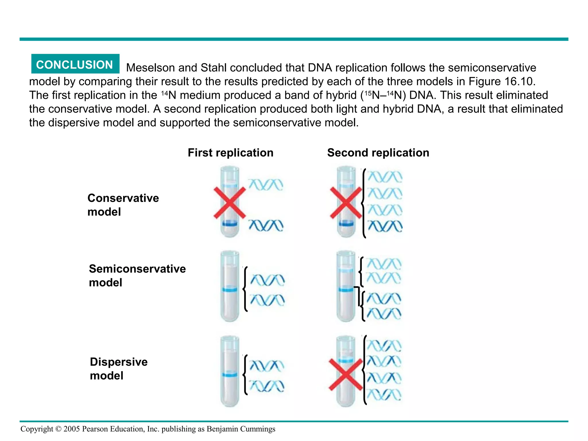 Copyright © 2005 Pearson Education, Inc. publishing as Benjamin Cummings
CONCLUSION Meselson and Stahl concluded that DNA replication follows the semiconservative
model by comparing their result to the results predicted by each of the three models in Figure 16.10.
The first replication in the 14
N medium produced a band of hybrid (15
N–14
N) DNA. This result eliminated
the conservative model. A second replication produced both light and hybrid DNA, a result that eliminated
the dispersive model and supported the semiconservative model.
First replication Second replication
Conservative
model
Semiconservative
model
Dispersive
model
 