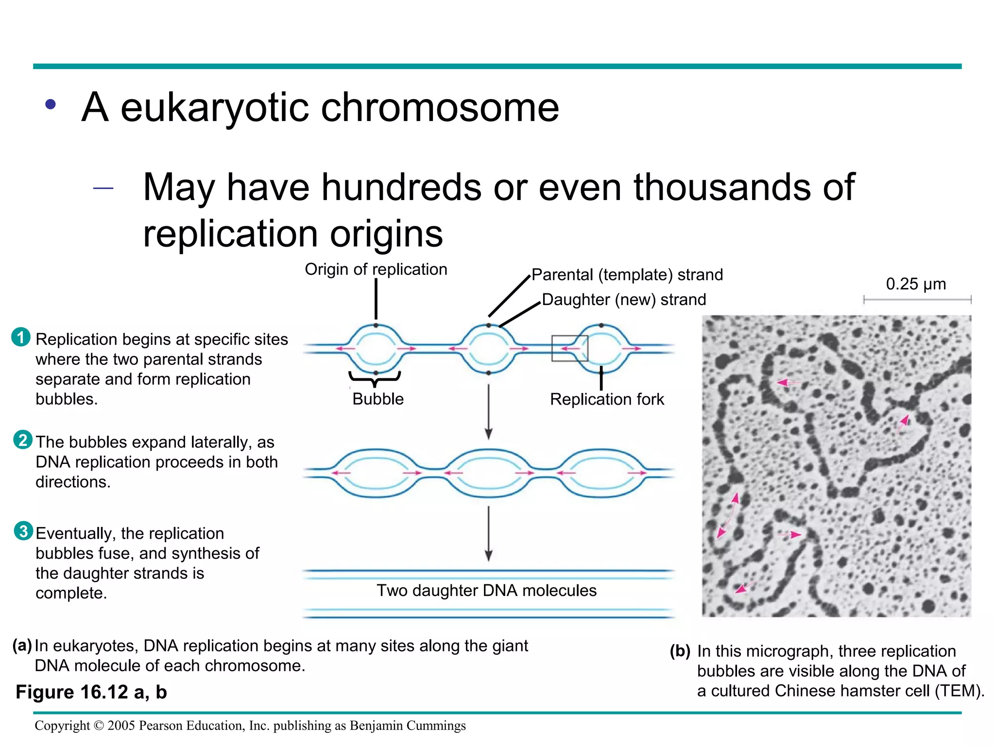 Copyright © 2005 Pearson Education, Inc. publishing as Benjamin Cummings
• A eukaryotic chromosome
– May have hundreds or even thousands of
replication origins
Replication begins at specific sites
where the two parental strands
separate and form replication
bubbles.
The bubbles expand laterally, as
DNA replication proceeds in both
directions.
Eventually, the replication
bubbles fuse, and synthesis of
the daughter strands is
complete.
1
2
3
Origin of replication
Bubble
Parental (template) strand
Daughter (new) strand
Replication fork
Two daughter DNA molecules
In eukaryotes, DNA replication begins at many sites along the giant
DNA molecule of each chromosome.
In this micrograph, three replication
bubbles are visible along the DNA of
a cultured Chinese hamster cell (TEM).
(b)(a)
0.25 µm
Figure 16.12 a, b
 