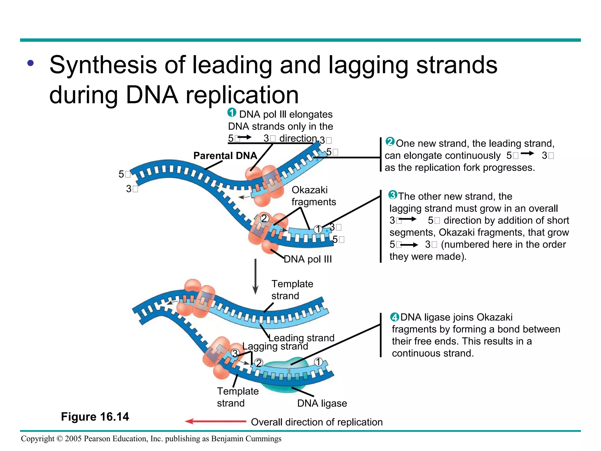 Copyright © 2005 Pearson Education, Inc. publishing as Benjamin Cummings
Parental DNA
DNA pol Ill elongates
DNA strands only in the
5 3 direction.
1
Okazaki
fragments
DNA pol III
Template
strand
Lagging strand
3
2
Template
strand DNA ligase
Overall direction of replication
One new strand, the leading strand,
can elongate continuously 5 3
as the replication fork progresses.
2
The other new strand, the
lagging strand must grow in an overall
3 5 direction by addition of short
segments, Okazaki fragments, that grow
5 3 (numbered here in the order
they were made).
3
DNA ligase joins Okazaki
fragments by forming a bond between
their free ends. This results in a
continuous strand.
4
Figure 16.14
3
5
5
3
3
5
2
1
Leading strand
1
• Synthesis of leading and lagging strands
during DNA replication
 