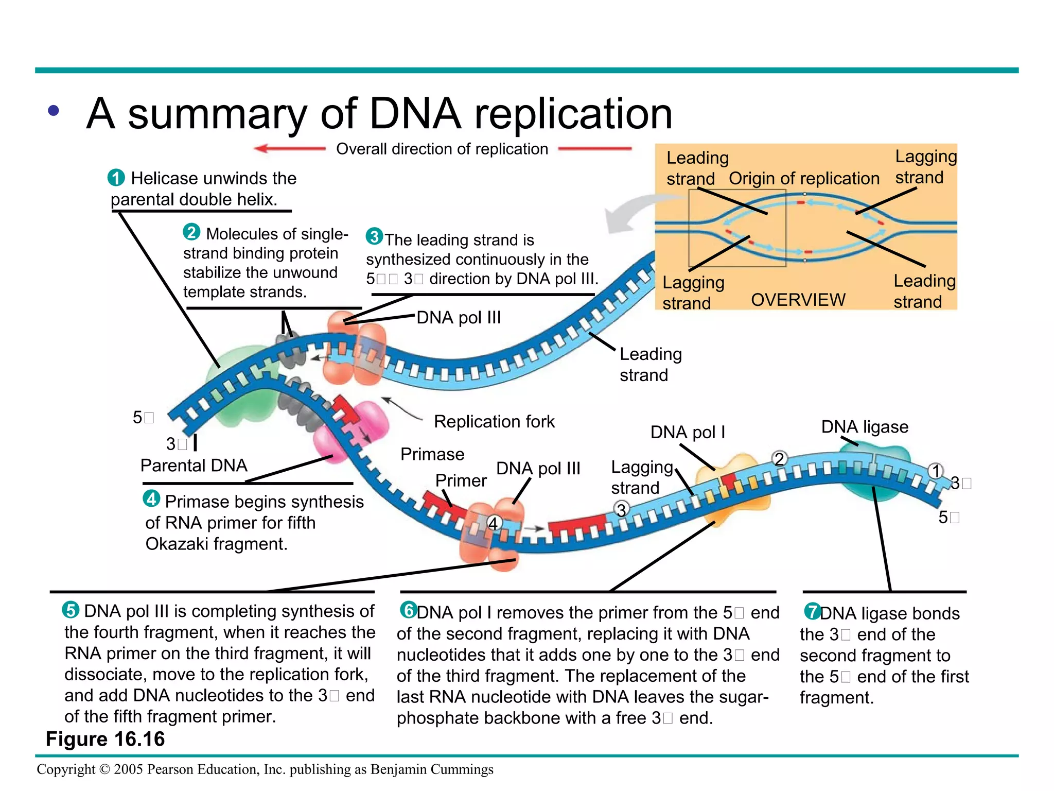 Copyright © 2005 Pearson Education, Inc. publishing as Benjamin Cummings
Figure 16.16
Overall direction of replication
Leading
strand
Lagging
strand
Lagging
strand
Leading
strandOVERVIEW
Leading
strand
Replication fork
DNA pol III
Primase
Primer
DNA pol III Lagging
strand
DNA pol I
Parental DNA
5
3
4
3
2
Origin of replication
DNA ligase
1
5
3
Helicase unwinds the
parental double helix.
1
Molecules of single-
strand binding protein
stabilize the unwound
template strands.
2 The leading strand is
synthesized continuously in the
5 3 direction by DNA pol III.
3
Primase begins synthesis
of RNA primer for fifth
Okazaki fragment.
4
DNA pol III is completing synthesis of
the fourth fragment, when it reaches the
RNA primer on the third fragment, it will
dissociate, move to the replication fork,
and add DNA nucleotides to the 3 end
of the fifth fragment primer.
5 DNA pol I removes the primer from the 5 end
of the second fragment, replacing it with DNA
nucleotides that it adds one by one to the 3 end
of the third fragment. The replacement of the
last RNA nucleotide with DNA leaves the sugar-
phosphate backbone with a free 3 end.
6 DNA ligase bonds
the 3 end of the
second fragment to
the 5 end of the first
fragment.
7
• A summary of DNA replication
 