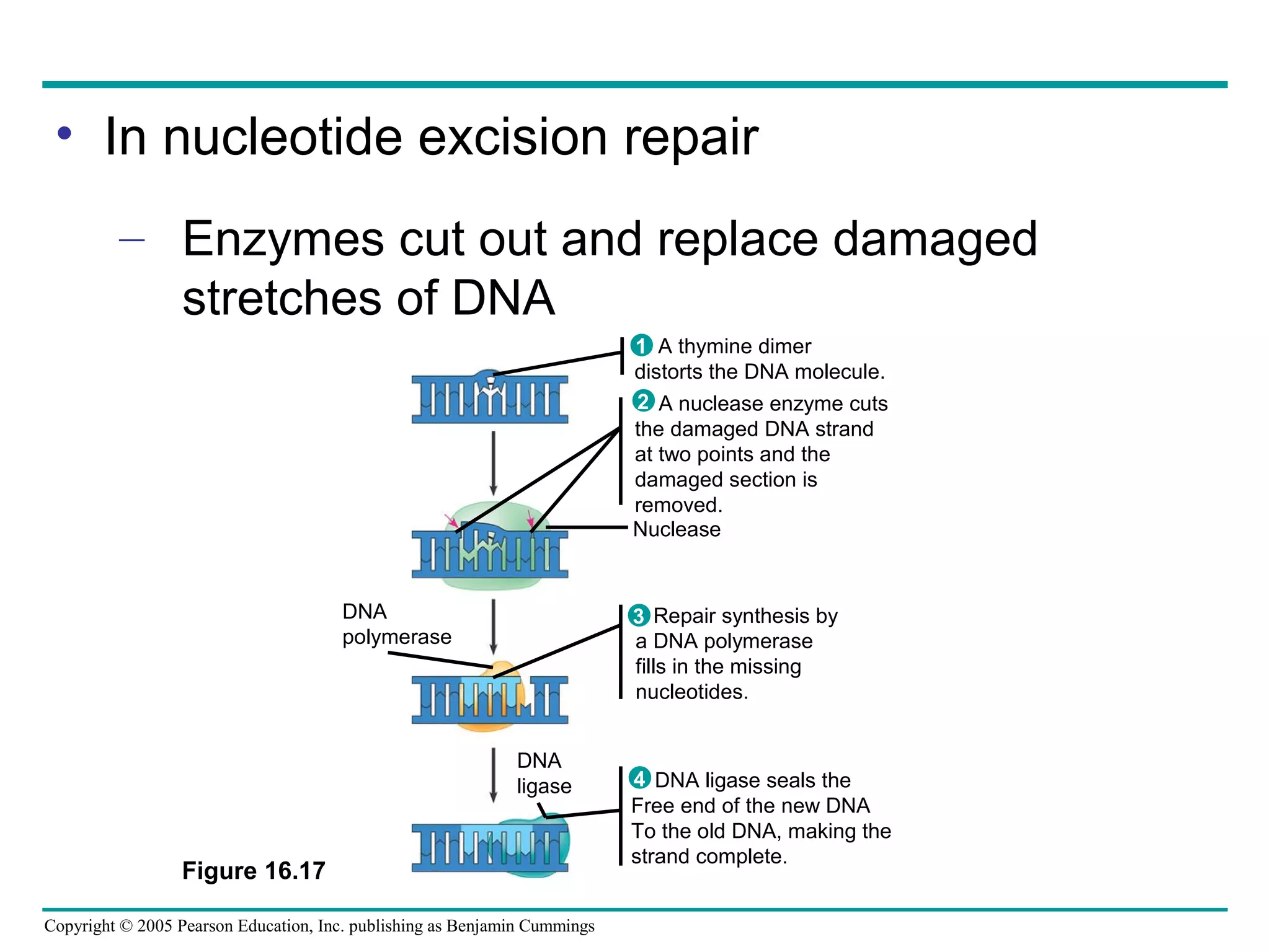 Copyright © 2005 Pearson Education, Inc. publishing as Benjamin Cummings
Figure 16.17
Nuclease
DNA
polymerase
DNA
ligase
A thymine dimer
distorts the DNA molecule.
1
A nuclease enzyme cuts
the damaged DNA strand
at two points and the
damaged section is
removed.
2
Repair synthesis by
a DNA polymerase
fills in the missing
nucleotides.
3
DNA ligase seals the
Free end of the new DNA
To the old DNA, making the
strand complete.
4
• In nucleotide excision repair
– Enzymes cut out and replace damaged
stretches of DNA
 