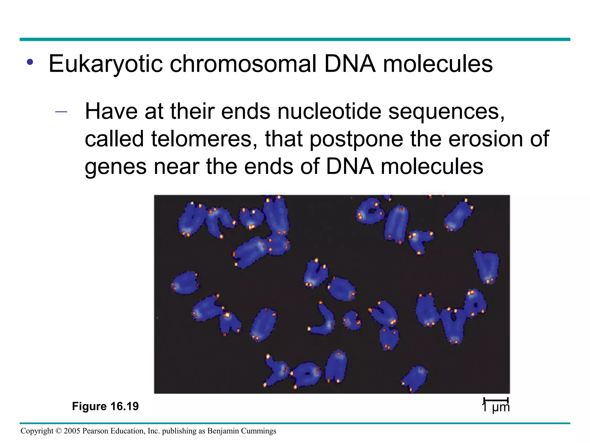 Copyright © 2005 Pearson Education, Inc. publishing as Benjamin Cummings
• Eukaryotic chromosomal DNA molecules
– Have at their ends nucleotide sequences,
called telomeres, that postpone the erosion of
genes near the ends of DNA molecules
Figure 16.19 1 µm
 
