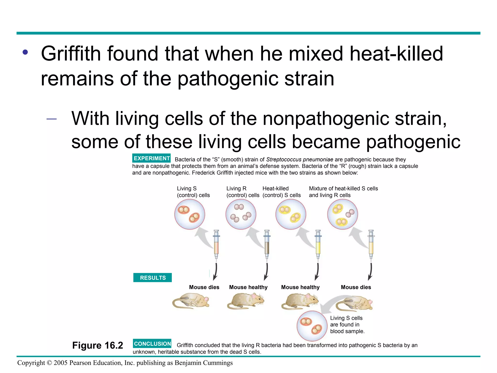 Copyright © 2005 Pearson Education, Inc. publishing as Benjamin Cummings
• Griffith found that when he mixed heat-killed
remains of the pathogenic strain
– With living cells of the nonpathogenic strain,
some of these living cells became pathogenic
Bacteria of the “S” (smooth) strain of Streptococcus pneumoniae are pathogenic because they
have a capsule that protects them from an animal’s defense system. Bacteria of the “R” (rough) strain lack a capsule
and are nonpathogenic. Frederick Griffith injected mice with the two strains as shown below:
Griffith concluded that the living R bacteria had been transformed into pathogenic S bacteria by an
unknown, heritable substance from the dead S cells.
EXPERIMENT
RESULTS
CONCLUSION
Living S
(control) cells
Living R
(control) cells
Heat-killed
(control) S cells
Mixture of heat-killed S cells
and living R cells
Mouse dies Mouse healthy Mouse healthy Mouse dies
Living S cells
are found in
blood sample.
Figure 16.2
 