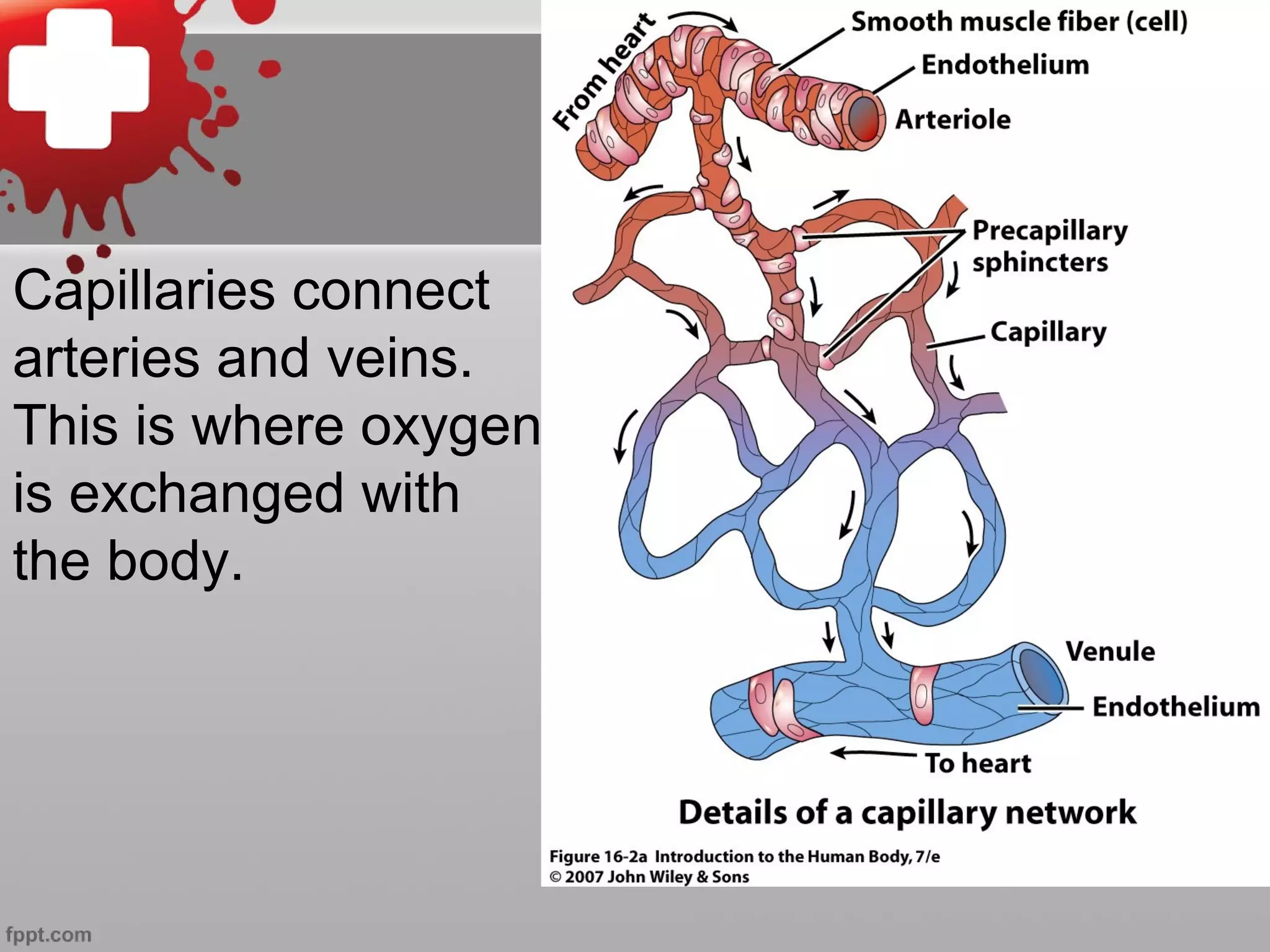 Capillaries connect
arteries and veins.
This is where oxygen
is exchanged with
the body.
 