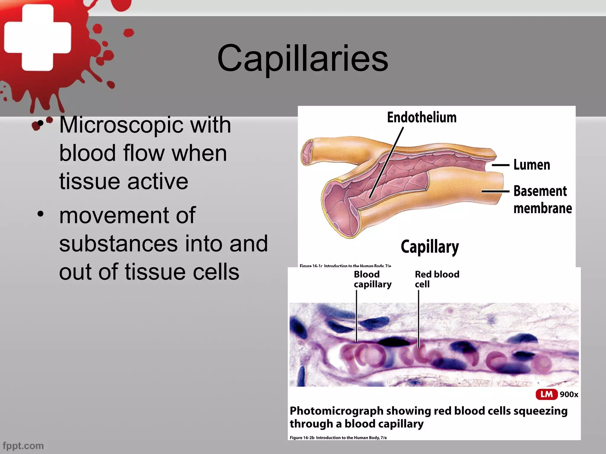 Capillaries
• Microscopic with
blood flow when
tissue active
• movement of
substances into and
out of tissue cells
 
