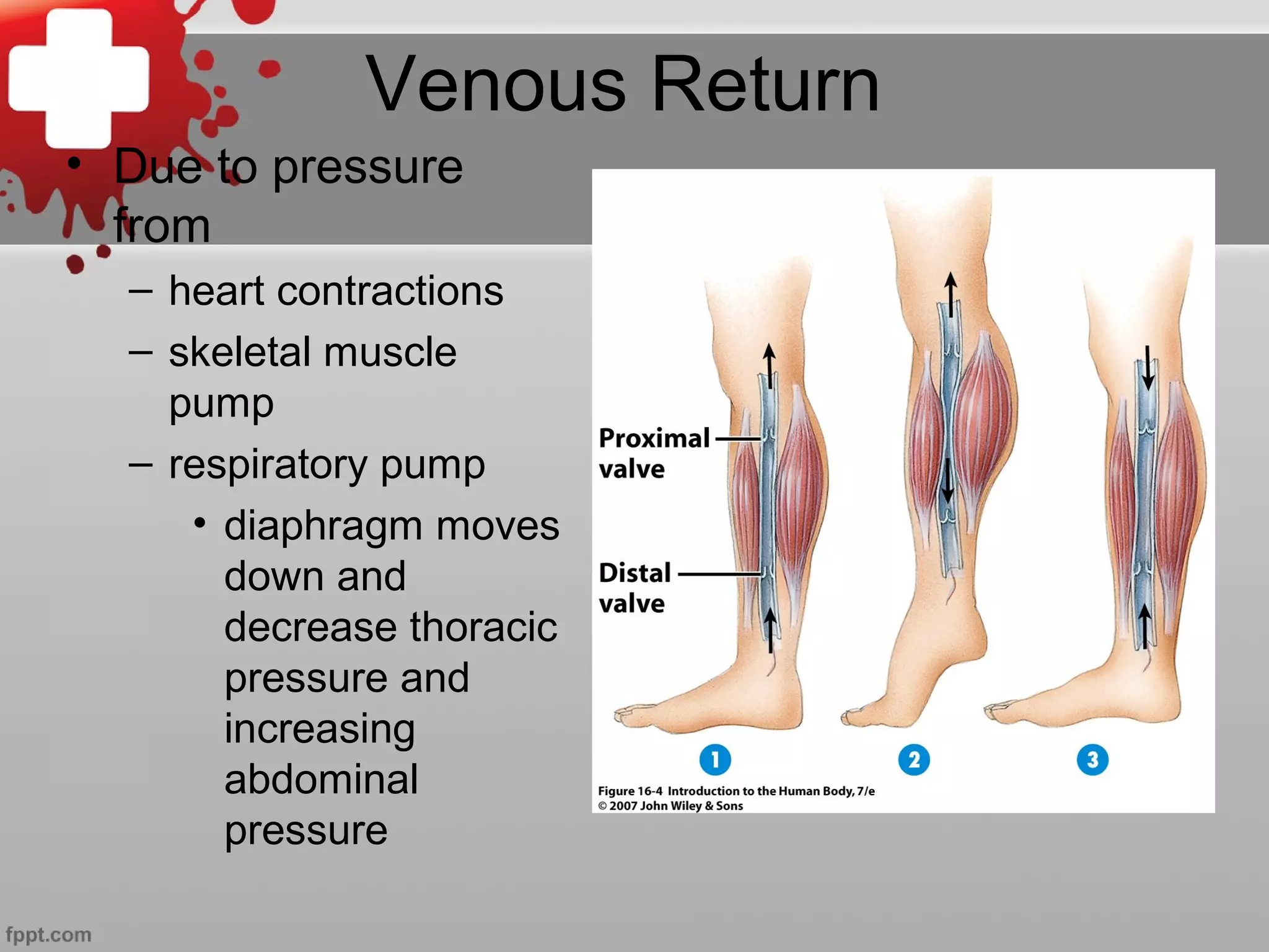 Venous Return
• Due to pressure
from
– heart contractions
– skeletal muscle
pump
– respiratory pump
• diaphragm moves
down and
decrease thoracic
pressure and
increasing
abdominal
pressure
 