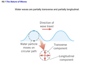 16.1  The Nature of Waves Water waves are partially transverse and partially longitudinal. 