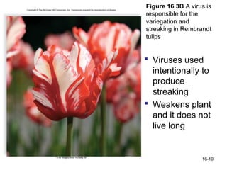 Figure 16.3B A virus is
responsible for the
variegation and
streaking in Rembrandt
tulips


 Viruses used
  intentionally to
  produce
  streaking
 Weakens plant
  and it does not
  live long


                   16-10
 