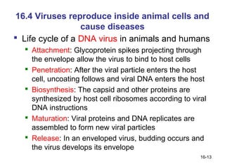 16.4 Viruses reproduce inside animal cells and
                  cause diseases
 Life cycle of a DNA virus in animals and humans
   Attachment: Glycoprotein spikes projecting through
    the envelope allow the virus to bind to host cells
   Penetration: After the viral particle enters the host
    cell, uncoating follows and viral DNA enters the host
   Biosynthesis: The capsid and other proteins are
    synthesized by host cell ribosomes according to viral
    DNA instructions
   Maturation: Viral proteins and DNA replicates are
    assembled to form new viral particles
   Release: In an enveloped virus, budding occurs and
    the virus develops its envelope
                                                       16-13
 