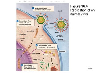 Copyright © The McGraw-Hill Companies, Inc. Permission required for reproduction or display.




                              1     Attachment: Spike
                                                                                                   Figure 16.4
                                    combines with receptor.
                                                                                capsid             Replication of an
                                                                                                   animal virus
2   Penetration: Virus
    enters cell, and
    uncoating occurs.

                                                            envelope

                   uncoating
                                                                            spike
    Cytoplasm
                                                                              nucleic
                                          viral DNA
                                                                             acid (DNA)
      nuclear
                                                                                   plasma
       pore
                                                                                   membrane


                                     3a Biosynthesis: Viral
                                        proteins are synthesized.
Nucleus
                                                                                    ribosome
                              viral mRNA



                               capsid
                               protein


       3b Biosynthesis:                                                       ER
          Many strands of
          DNA are produced.                                                                                   16-14
 