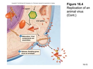 Figure 16.4
Copyright © The McGraw-Hill Companies, Inc. Permission required for reproduction or display.




                           capsid                                                              Replication of an
                                                                                               animal virus
                                                                                               (Cont.)
                                                   viral spikes




                  4 Maturation: Viral
                    components are
                    assembled.




               5 Release: Budding gives
                 virus an envelope.




                                                                                                          16-15
 