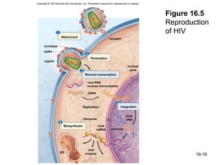 Copyright © The McGraw-Hill Companies, Inc. Permission required for reproduction or display.



                                                                                               Figure 16.5
                                                                                               Reproduction
                  1                                                                            of HIV
                      Attachment
                                                                receptor

      envelope
      spike
                                            2
                                                Penetration
      capsid
                                                                                 nuclear
                                       3                                          pore
                                            Reverse transcription

                                             viral RNA
                                             reverse transcriptase

                                             cDNA


                                                                       4
                                         Replication                       Integration


                                                                                host
                                           ribosome                             DNA
                      5
                          Biosynthesis                viral
                                                     mRNA         provirus




                                             viral
                      ER                    enzyme                                                     16-18
 