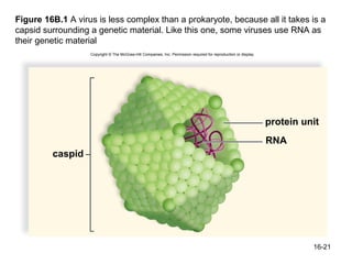Figure 16B.1 A virus is less complex than a prokaryote, because all it takes is a
capsid surrounding a genetic material. Like this one, some viruses use RNA as
their genetic material
                   Copyright © The McGraw-Hill Companies, Inc. Permission required for reproduction or display.




                                                                                                                  protein unit
                                                                                                                  RNA
         caspid




                                                                                                                            16-21
 