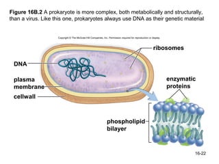 Figure 16B.2 A prokaryote is more complex, both metabolically and structurally,
than a virus. Like this one, prokaryotes always use DNA as their genetic material


                    Copyright © The McGraw-Hill Companies, Inc. Permission required for reproduction or display.



                                                                                                         ribosomes

 DNA

 plasma                                                                                                            enzymatic
 membrane                                                                                                          proteins
 cellwall



                                                               phospholipid
                                                               bilayer


                                                                                                                           16-22
 