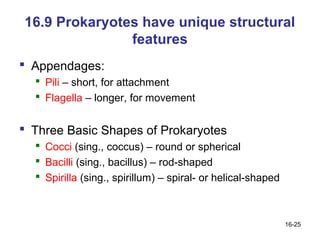 16.9 Prokaryotes have unique structural
               features
 Appendages:
   Pili – short, for attachment
   Flagella – longer, for movement


 Three Basic Shapes of Prokaryotes
   Cocci (sing., coccus) – round or spherical
   Bacilli (sing., bacillus) – rod-shaped
   Spirilla (sing., spirillum) – spiral- or helical-shaped



                                                              16-25
 